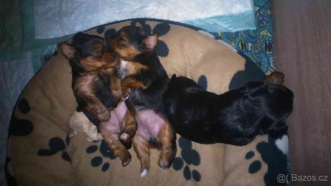 Jorkšírský teriér krytí, připuštění - foto 17