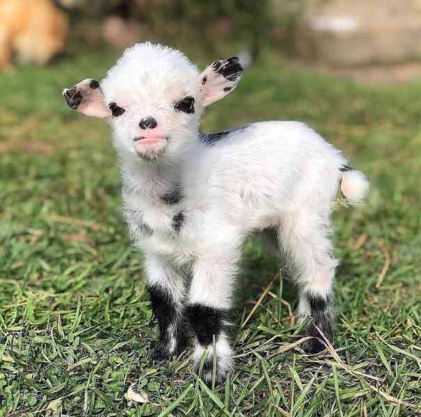 Prodám perfektní kozy!