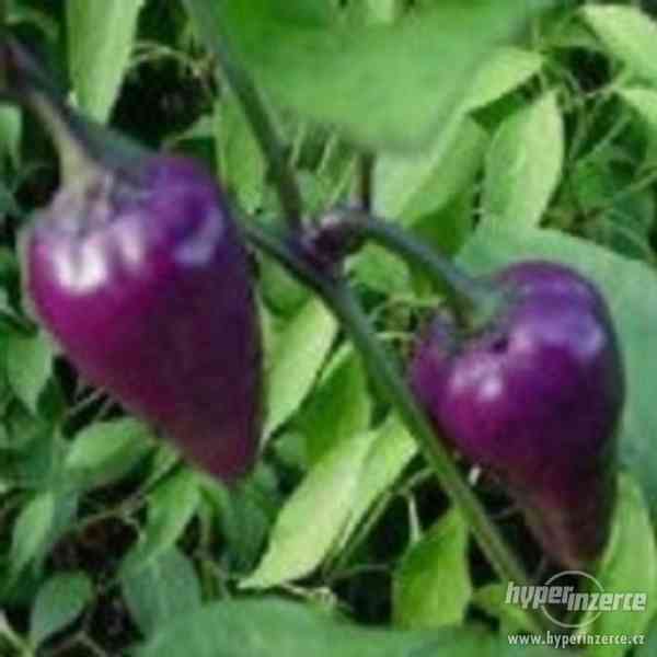 Chilli Mr. Purple - sazenice - foto 1