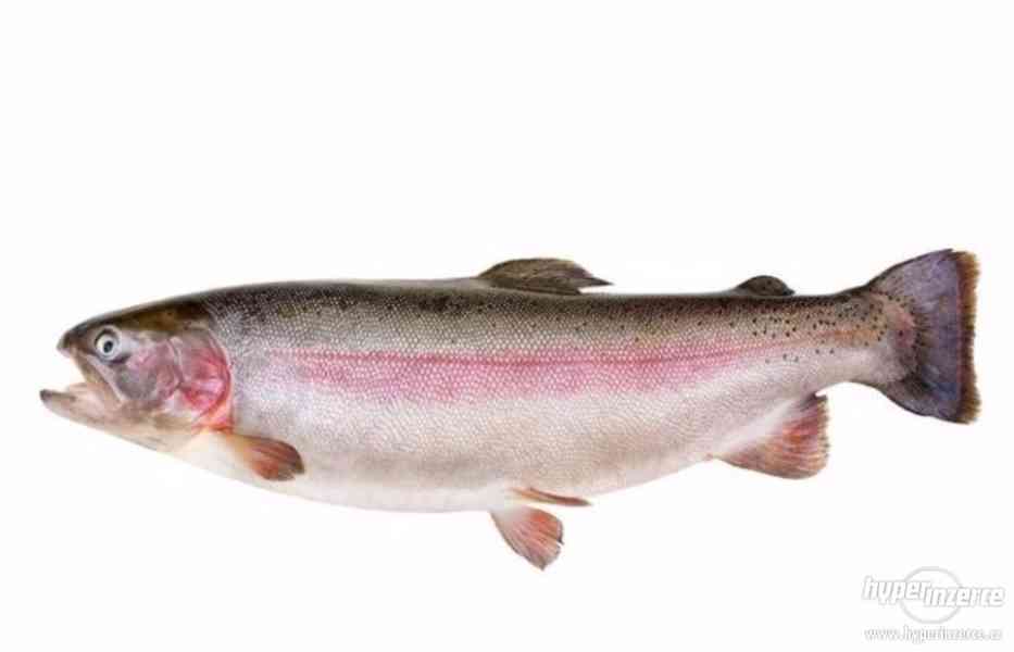 Prodám:  Pstruh duhový, Siven americky - foto 1