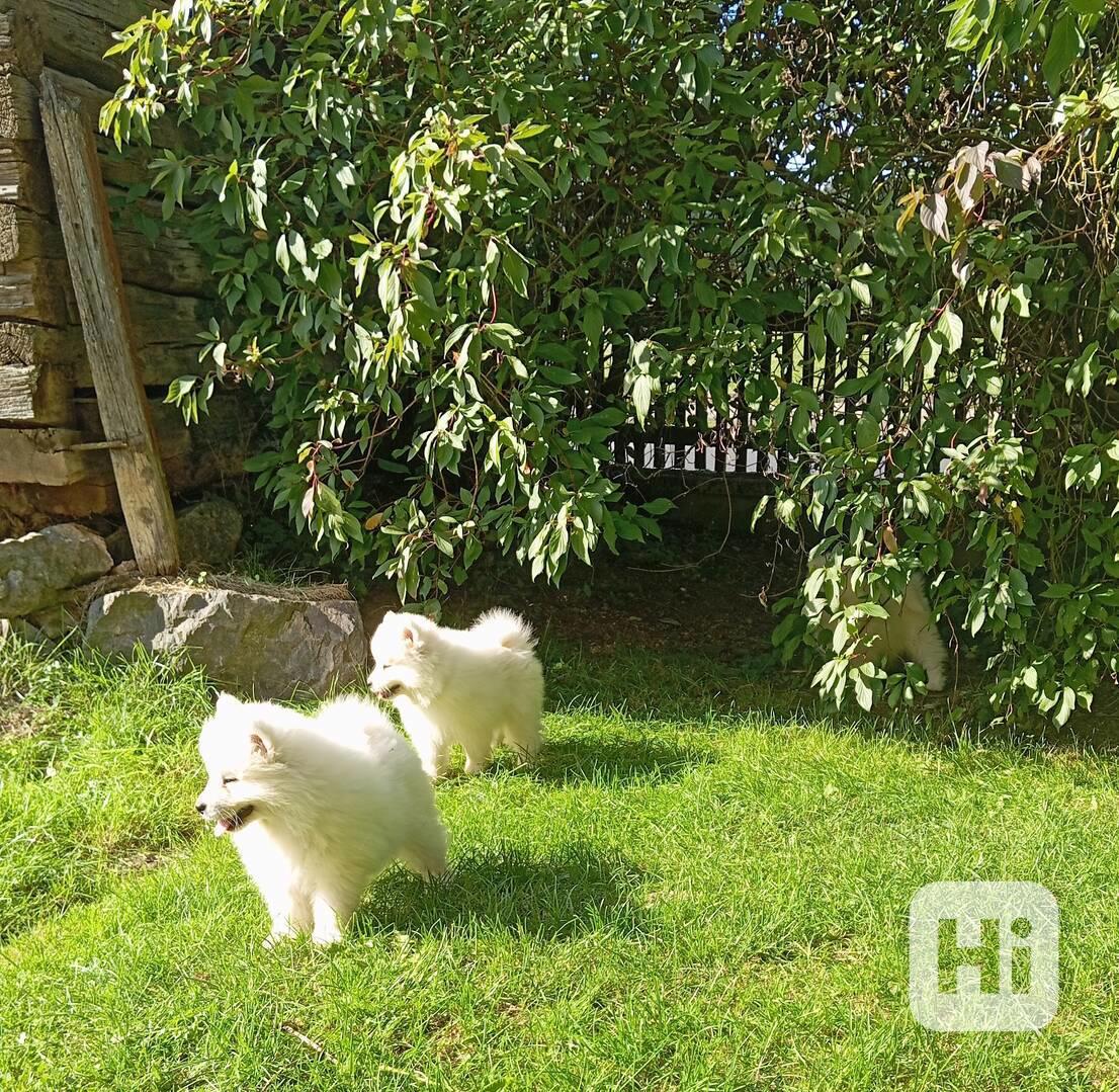 Samojed  - foto 1