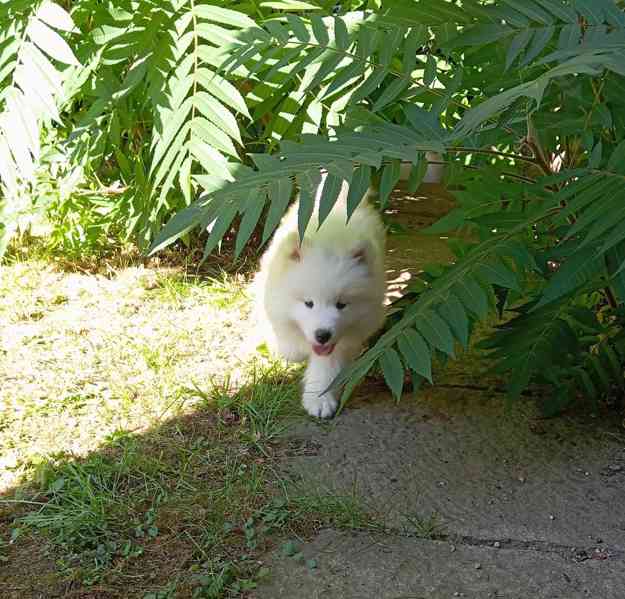 Samojed  - foto 2