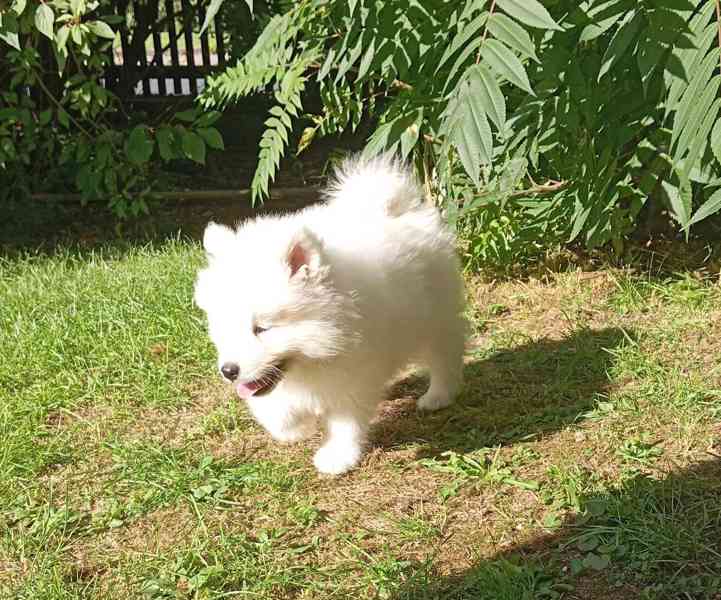 Samojed  - foto 3