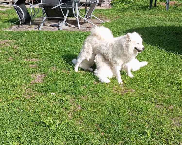 Samojed  - foto 4