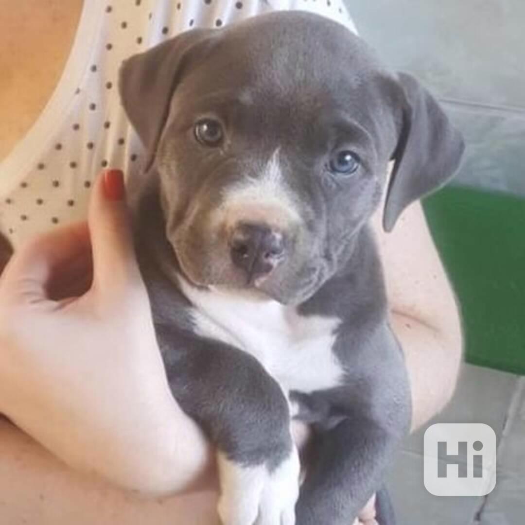 Štěňata Amstaff na prodej - foto 1