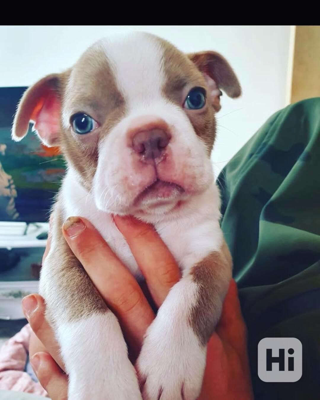 Krásné štěně bostonského teriéra hledá milující domov Štěně  - foto 1