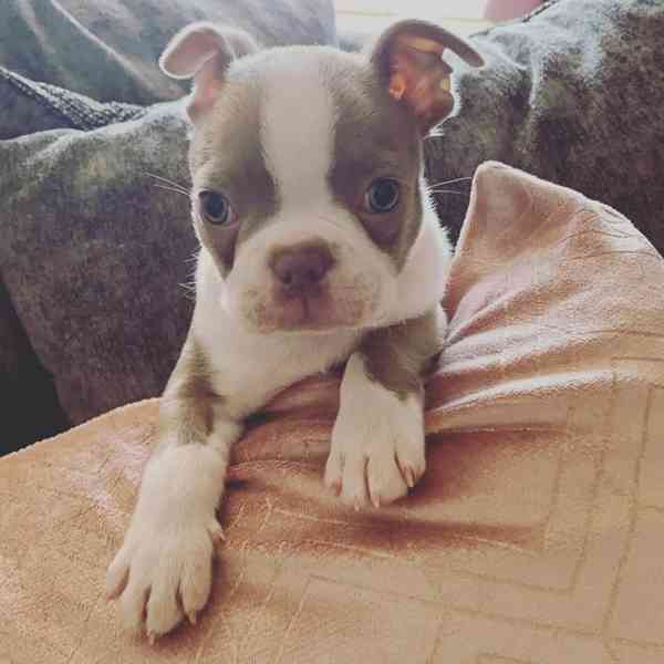 Krásné štěně bostonského teriéra hledá milující domov Štěně  - foto 4
