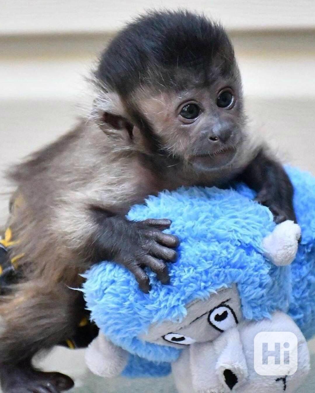 🐒 Chytré kapucínské opice na prodej - foto 1