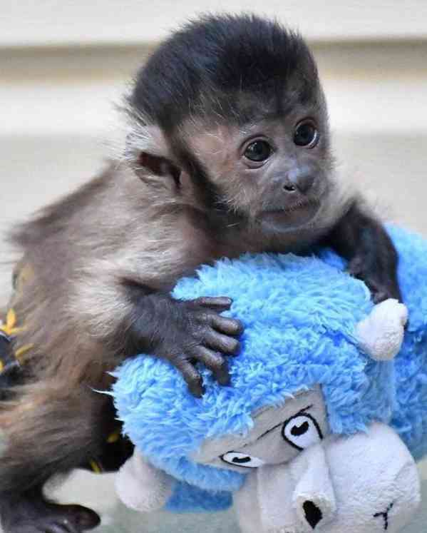 🐒 Chytré kapucínské opice na prodej