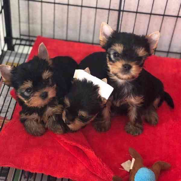Štěňata Yorkshire teriéra připravená na nový domov - foto 1