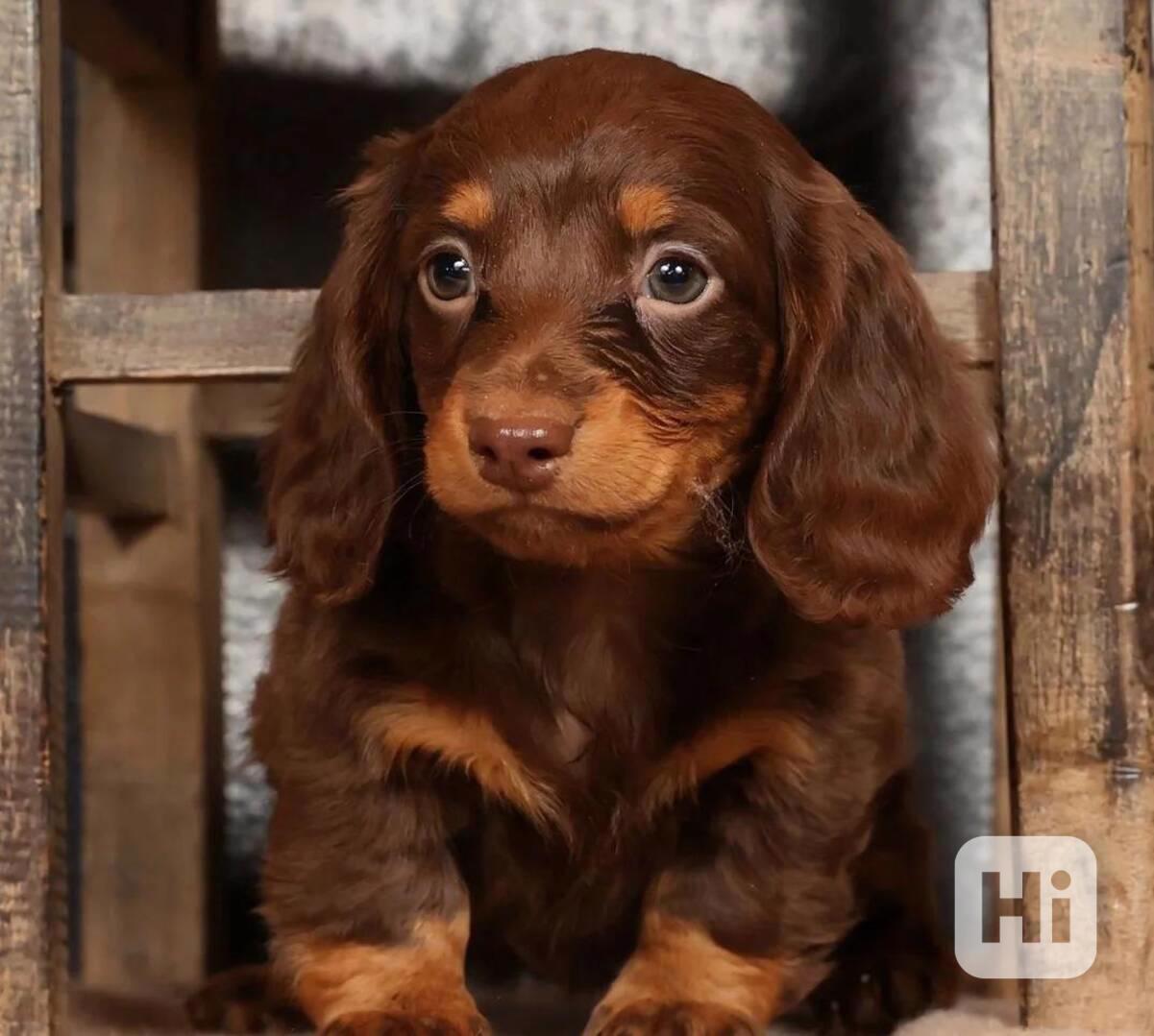 Pozdravte své nové štěně mini jezevčíka! - foto 1