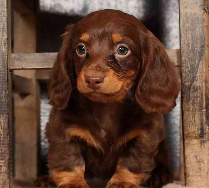 Pozdravte své nové štěně mini jezevčíka! - foto 1