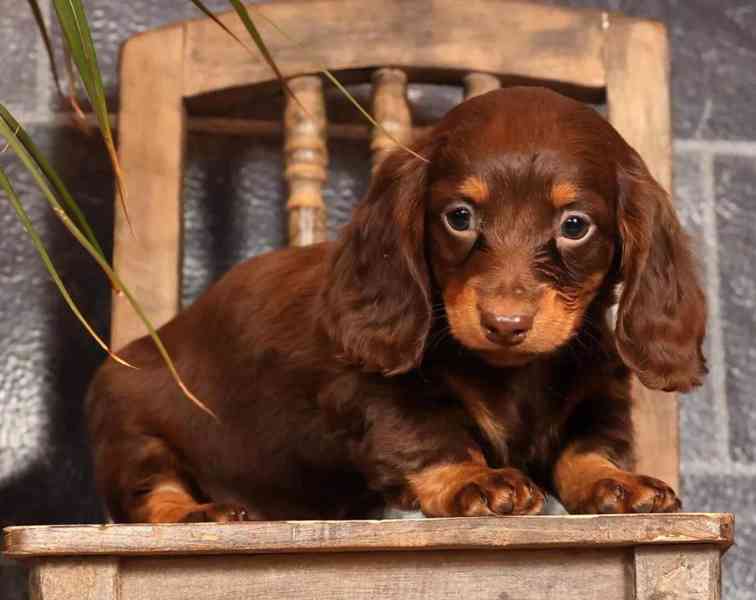 Pozdravte své nové štěně mini jezevčíka! - foto 2