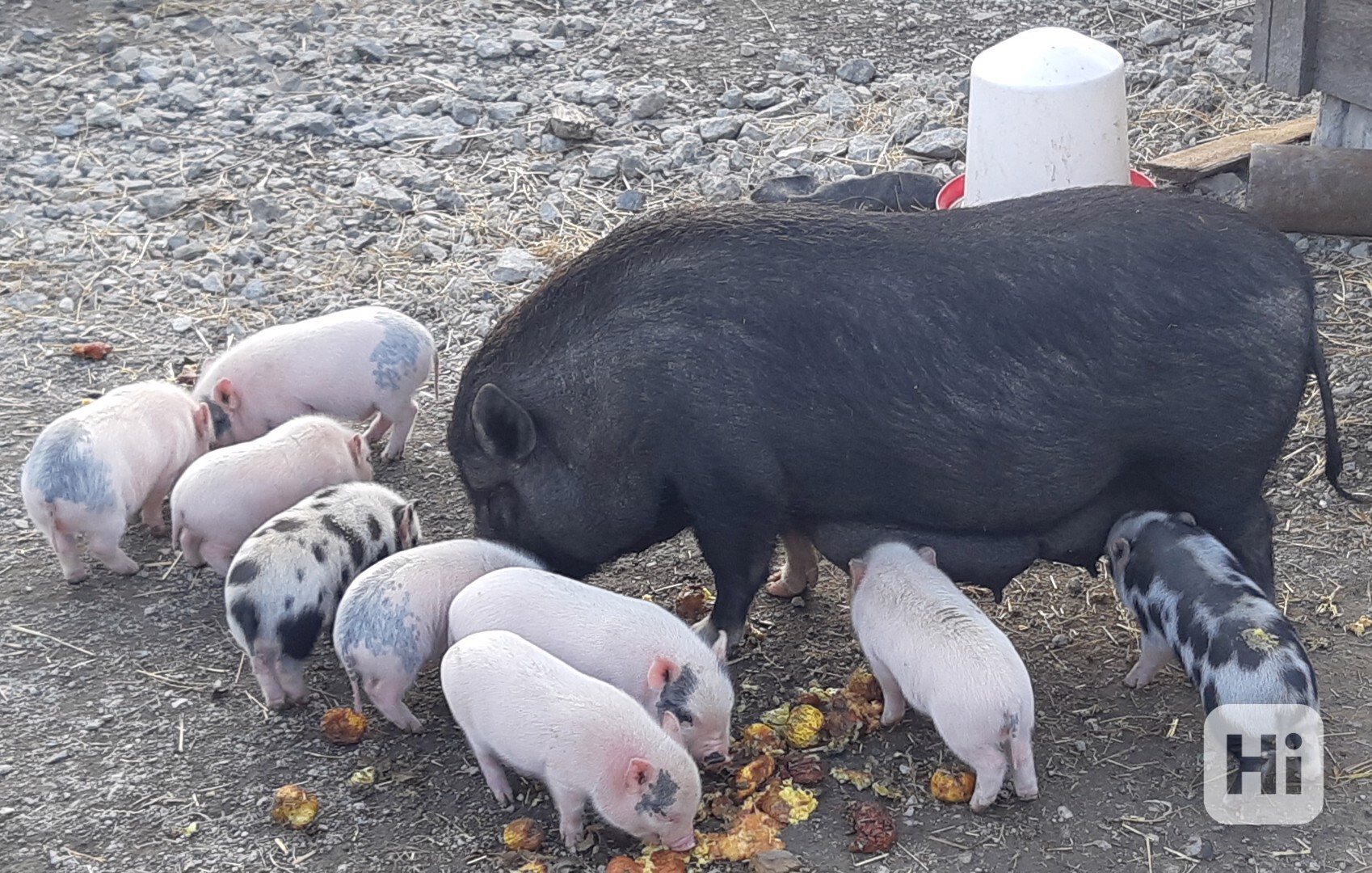  Göttingenská miniprasátka  - foto 1