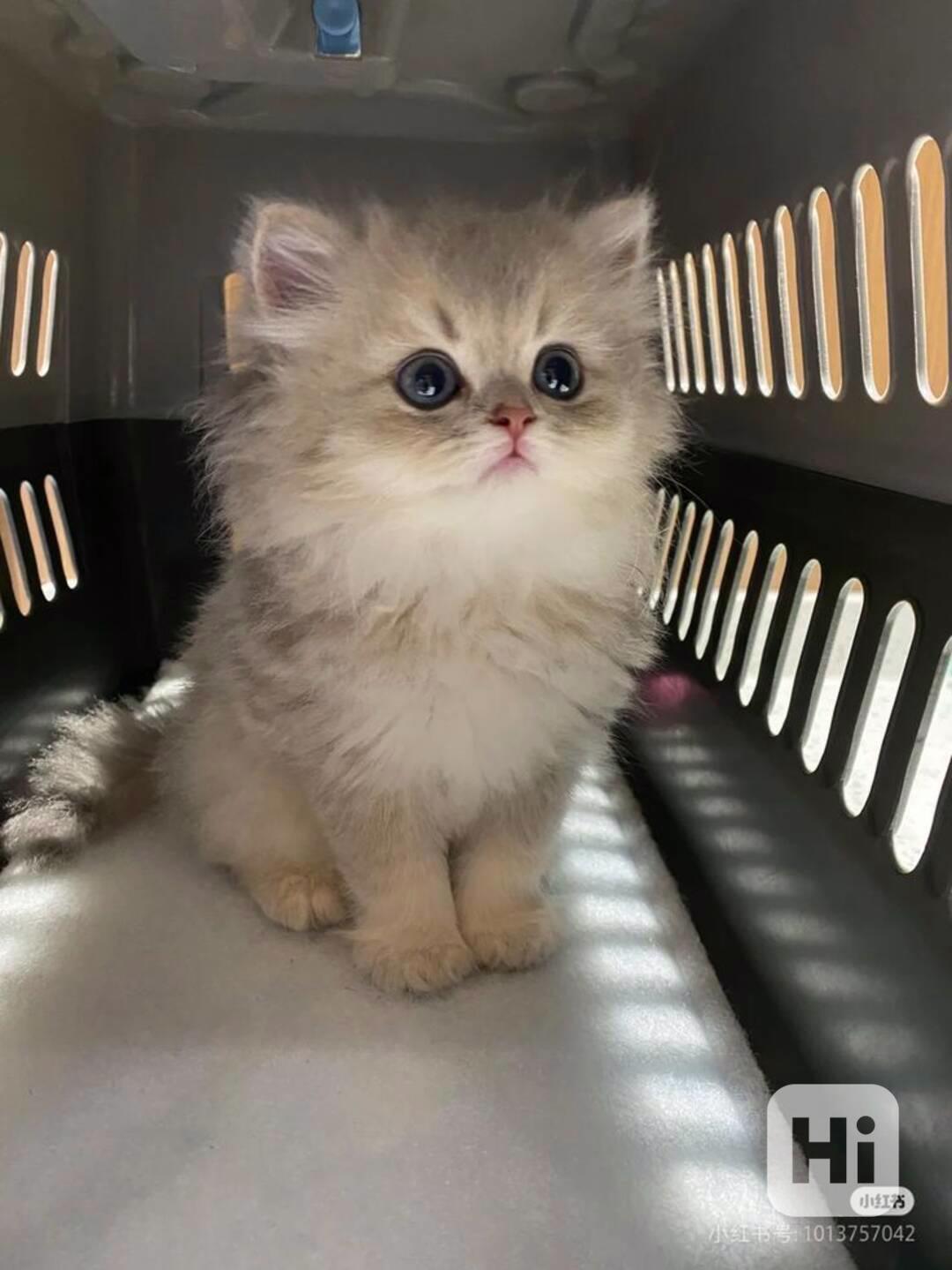  Zdarma perská koťátka k adopci   - foto 1