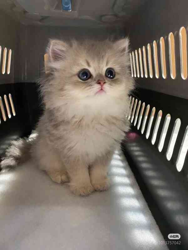  Zdarma perská koťátka k adopci  