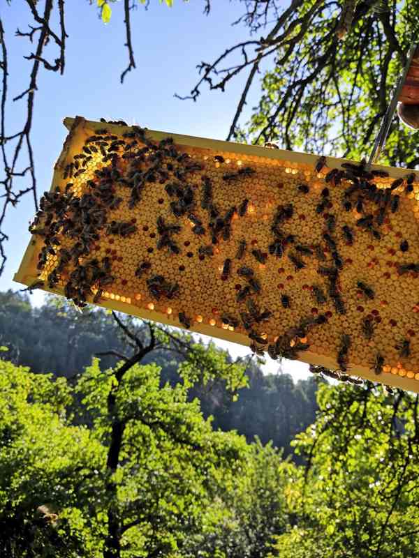 Med přímo od včelařů - květový/pastovaný - foto 5