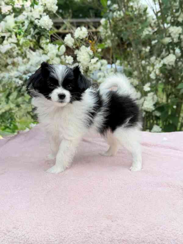 Papillon/phaléne - foto 2