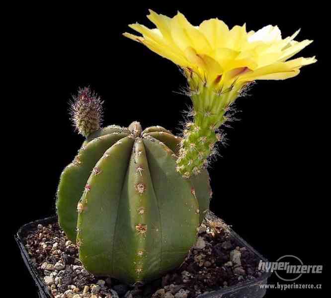 Kaktus Echinocereus subinermis - semena - foto 1