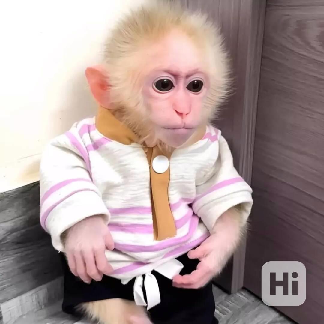 Krásné opičí mláďata na prodej - foto 1