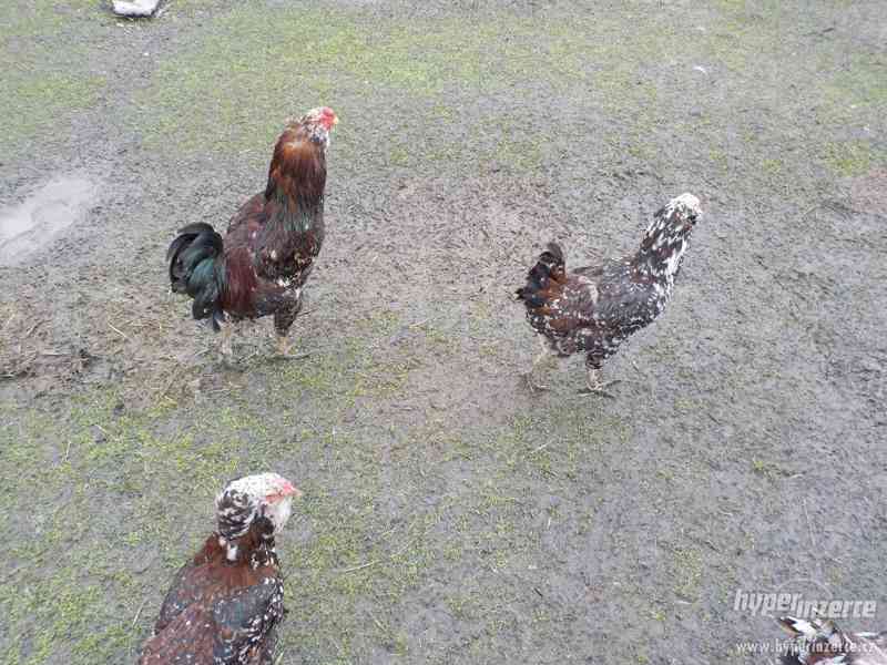 Orlovky velké pestré poslední 1,1 únorová kuřata - foto 1