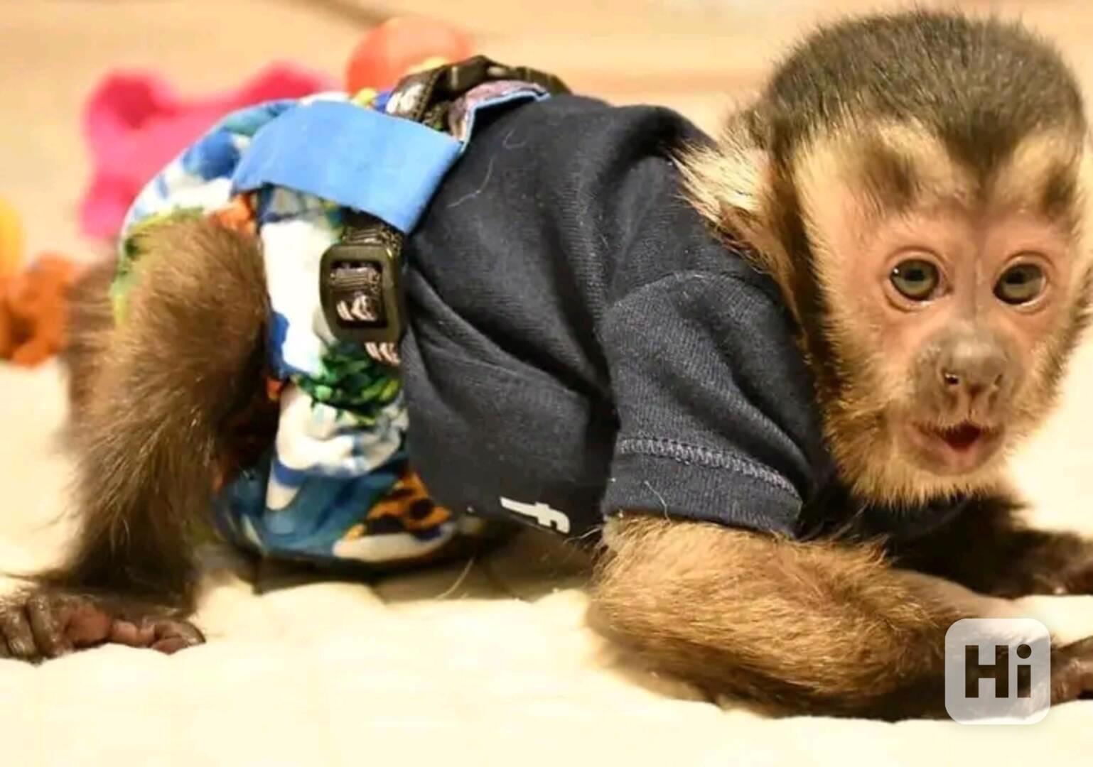  Kapucínský šašek je připraven vás pobavit. - foto 1