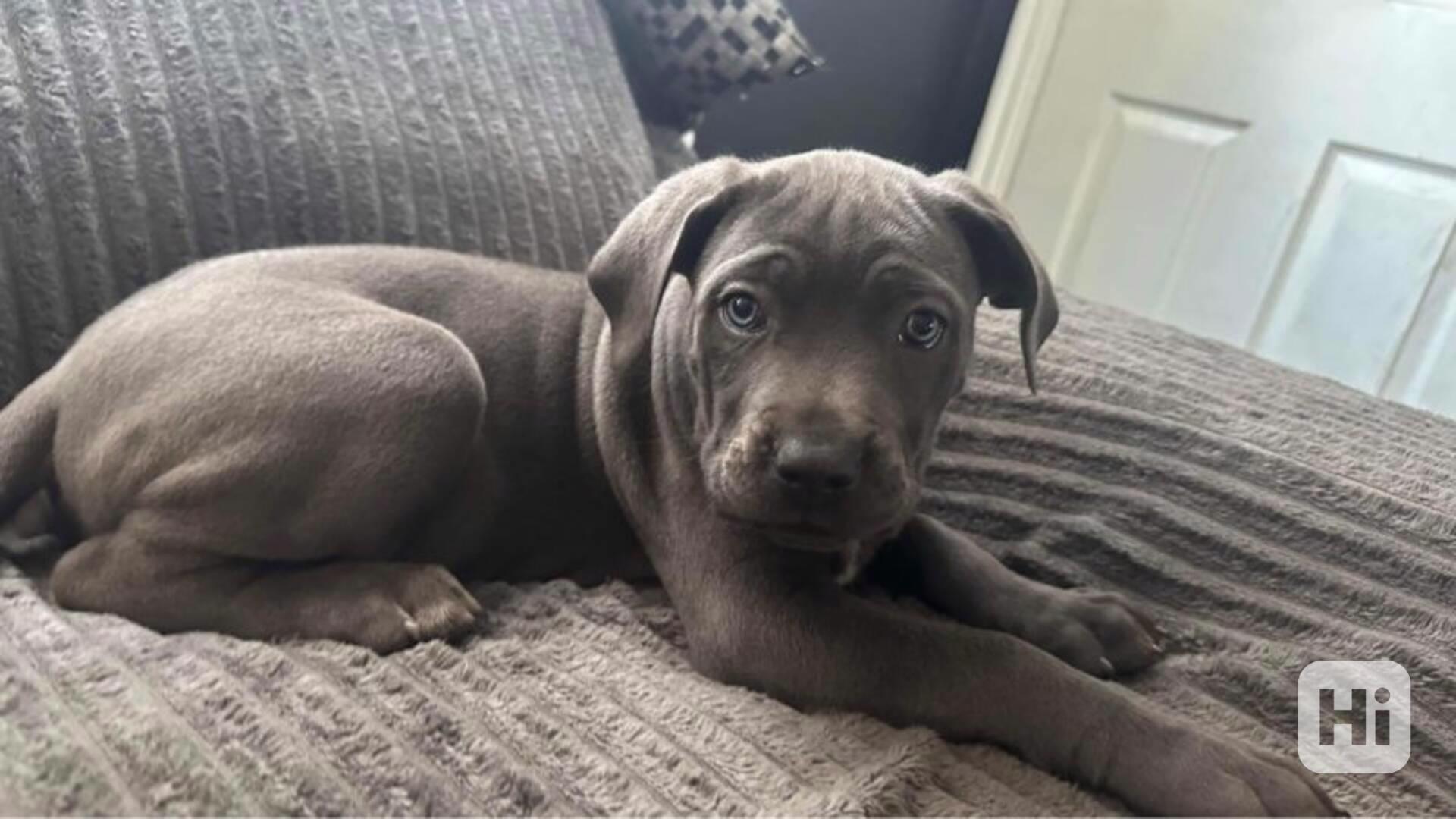 Krásné velké modré cane corso připravené hned PŘIPRAVTE NYNÍ - foto 1