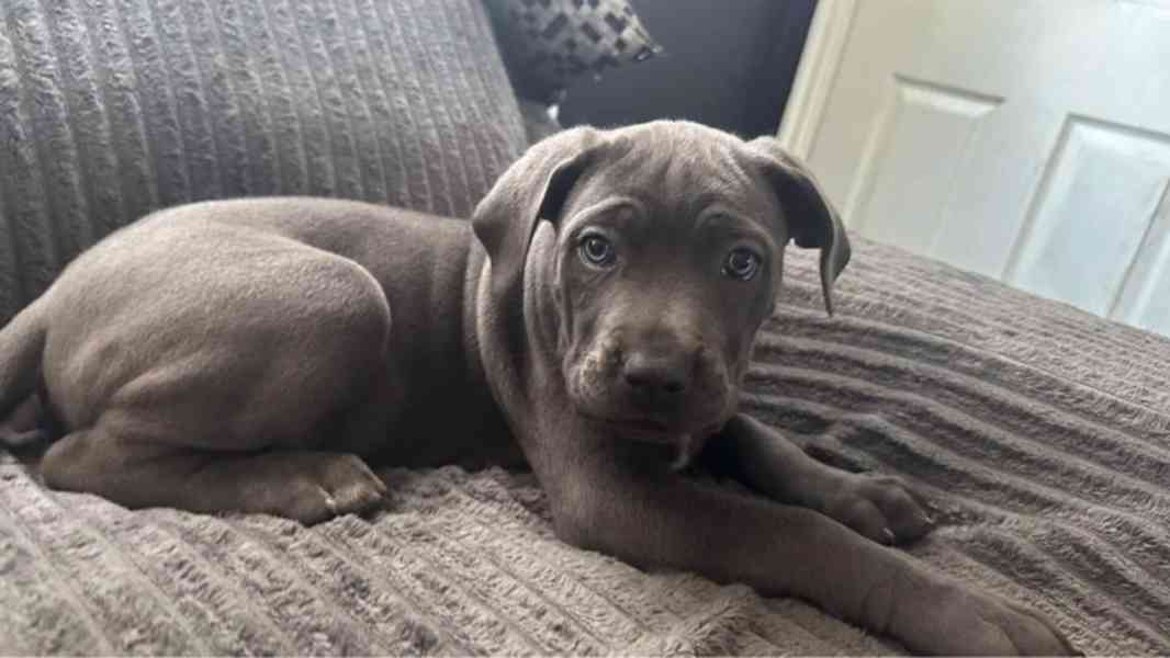 Krásné velké modré cane corso připravené hned PŘIPRAVTE NYNÍ - foto 1