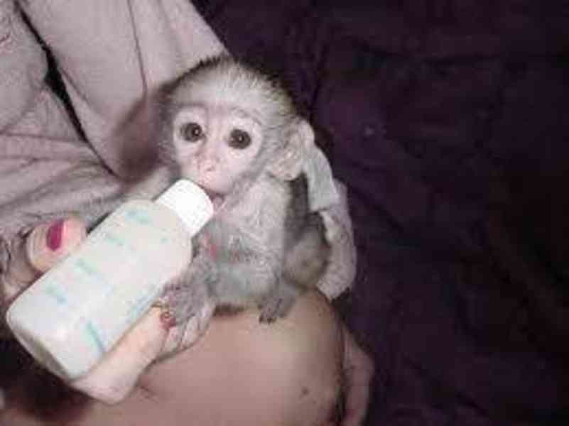 Přátelské opice kapucínu pro adopci
