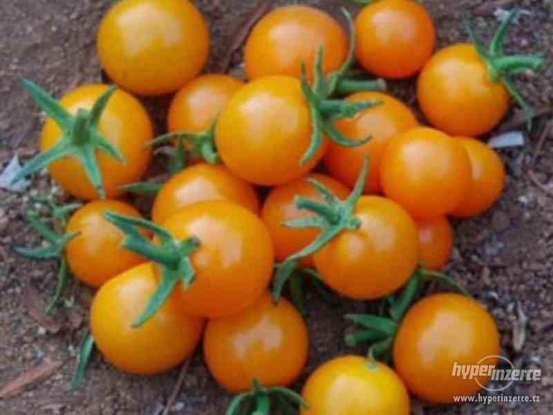 rajče Minigold - semena - foto 1