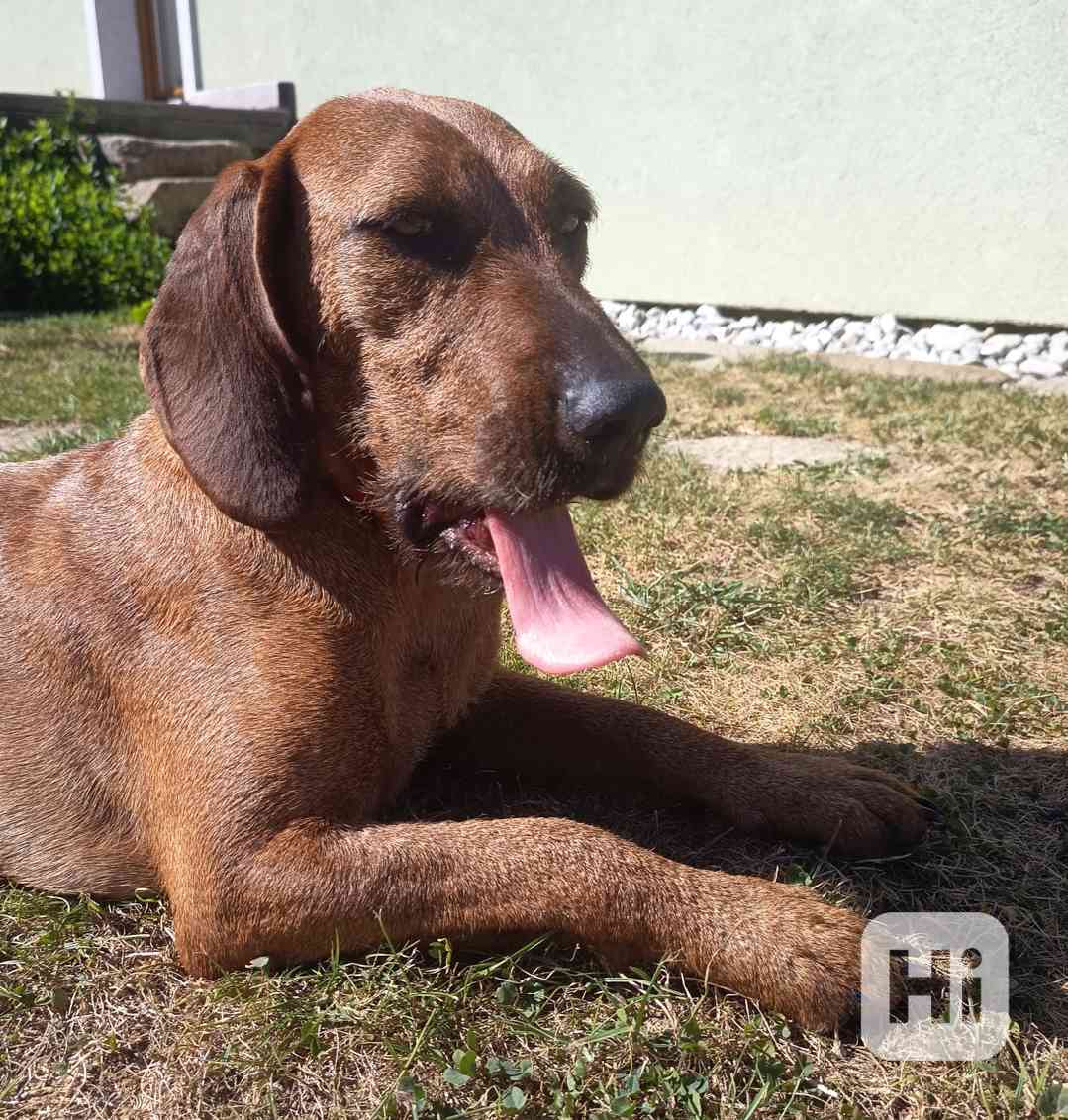 Štýrský brakýř - foto 1