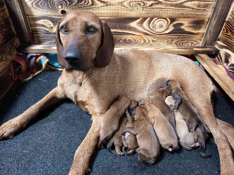 Štýrský brakýř - foto 2