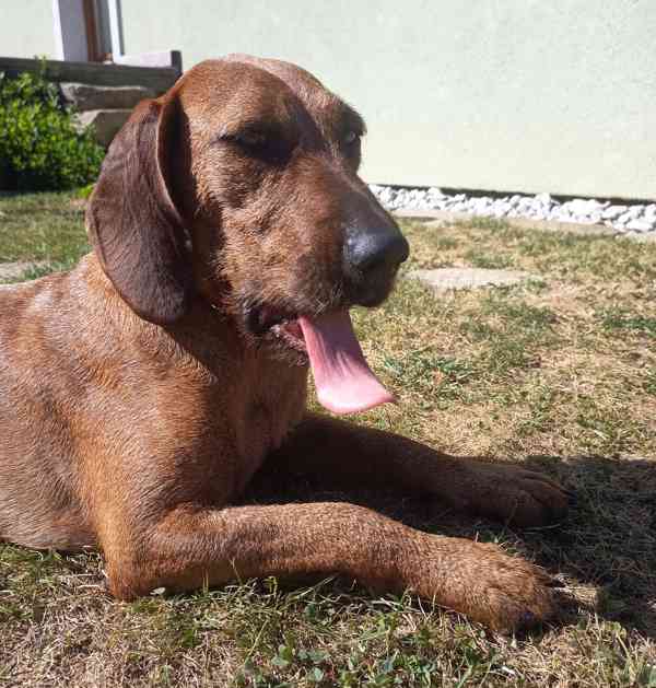 Štýrský brakýř - foto 1