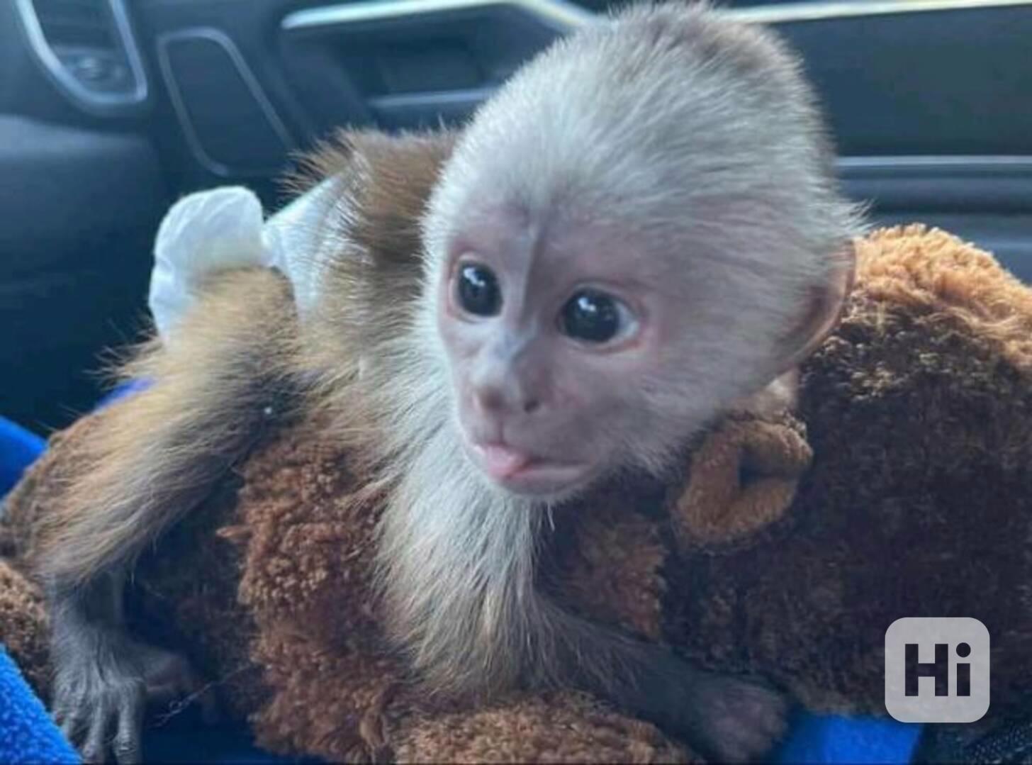 Sladké kapucínské opice k adopci* - foto 1
