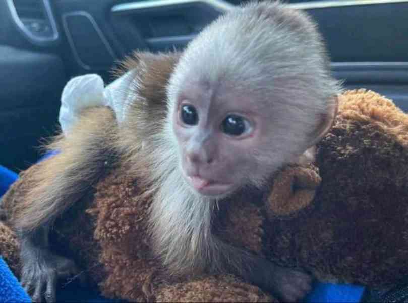 Sladké kapucínské opice k adopci*