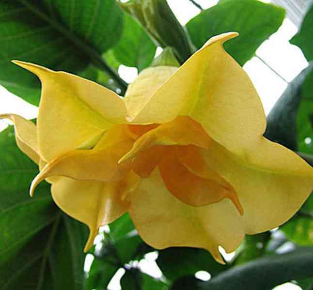 řízek Brugmansia Goldface - Andělská trumpeta