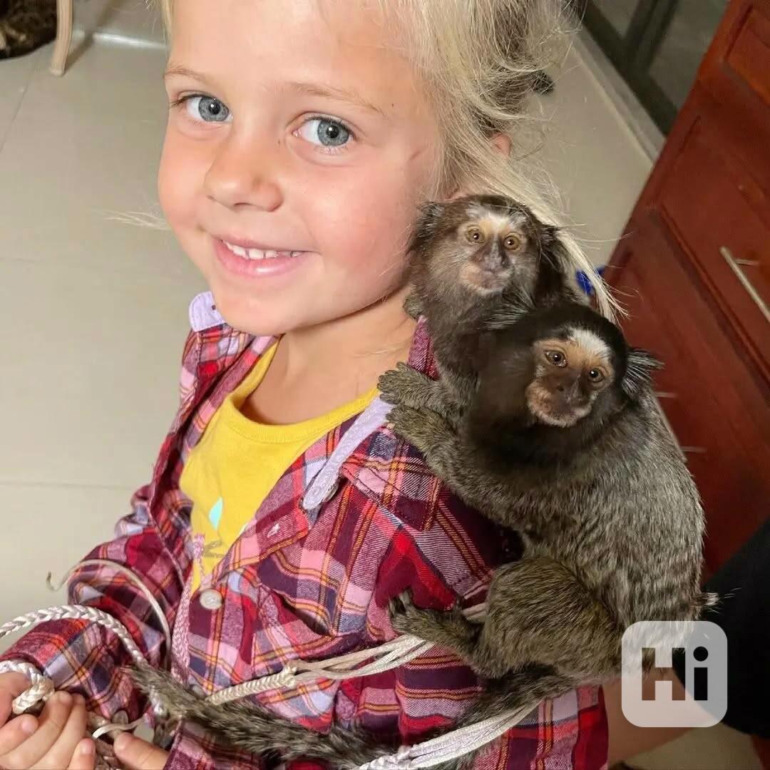 🐒 Socializovaný kosman k dispozici - foto 1