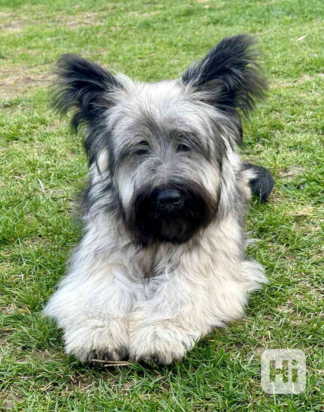 🐶 Štěňata vzácného Skye Terrier s PP - rezervace otevřena - foto 1