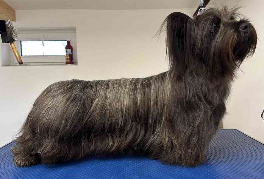 🐶 Štěňata vzácného Skye Terrier s PP - rezervace otevřena - foto 4
