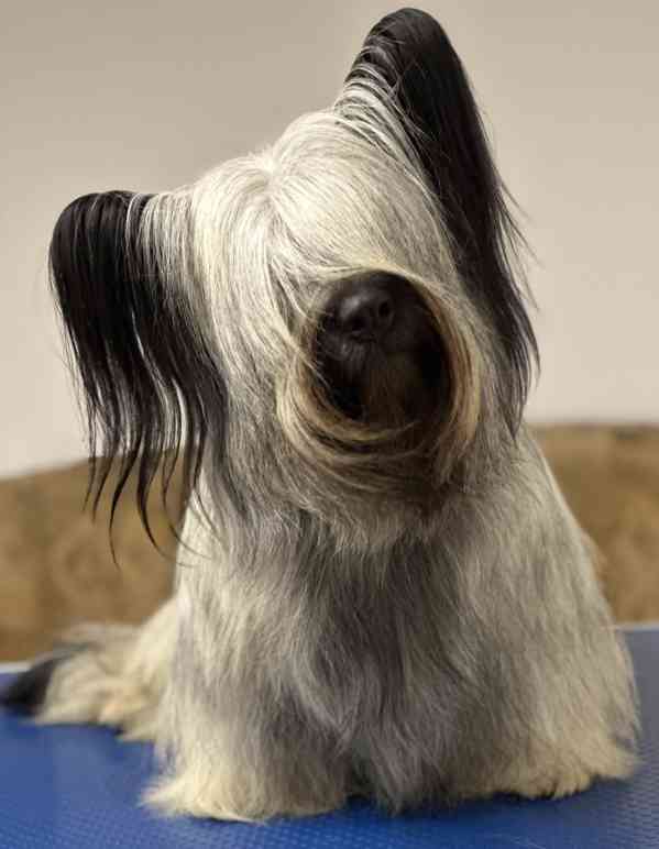 🐶 Štěňata vzácného Skye Terrier s PP - rezervace otevřena - foto 5