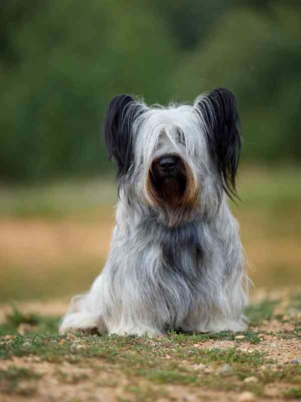 🐶 Štěňata vzácného Skye Terrier s PP - rezervace otevřena - foto 2