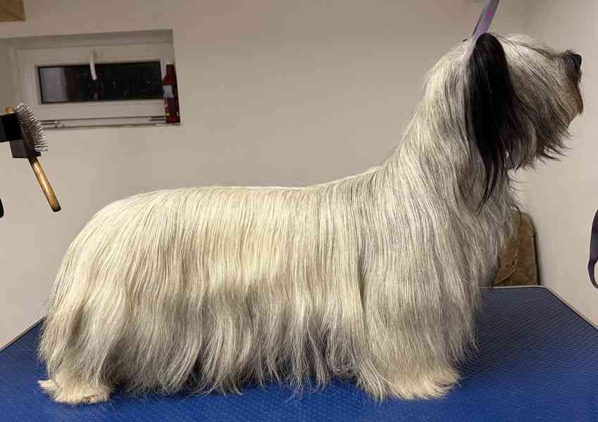 🐶 Štěňata vzácného Skye Terrier s PP - rezervace otevřena - foto 6
