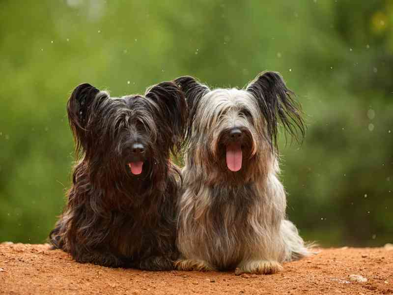 🐶 Štěňata vzácného Skye Terrier s PP - rezervace otevřena - foto 8