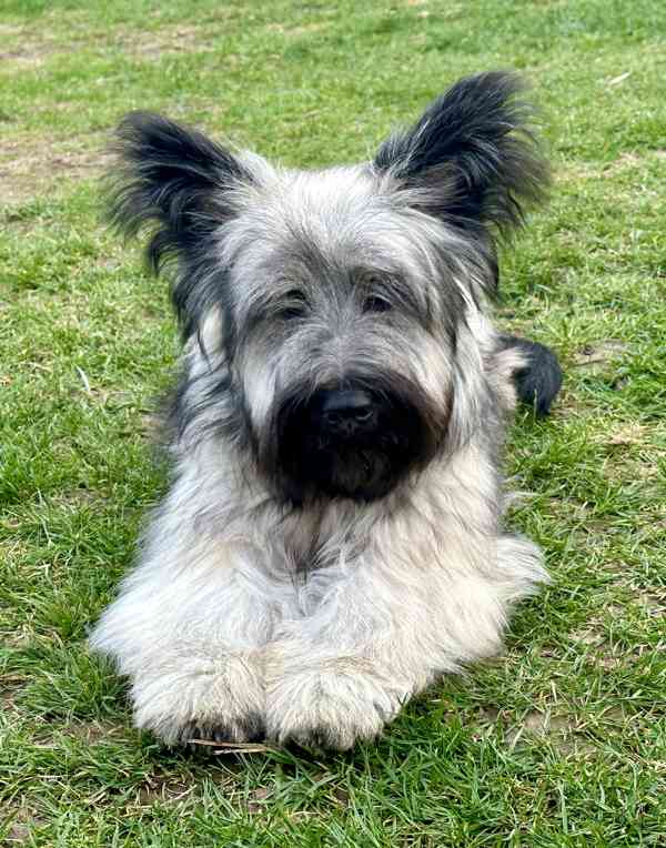 🐶 Štěňata vzácného Skye Terrier s PP - rezervace otevřena - foto 1