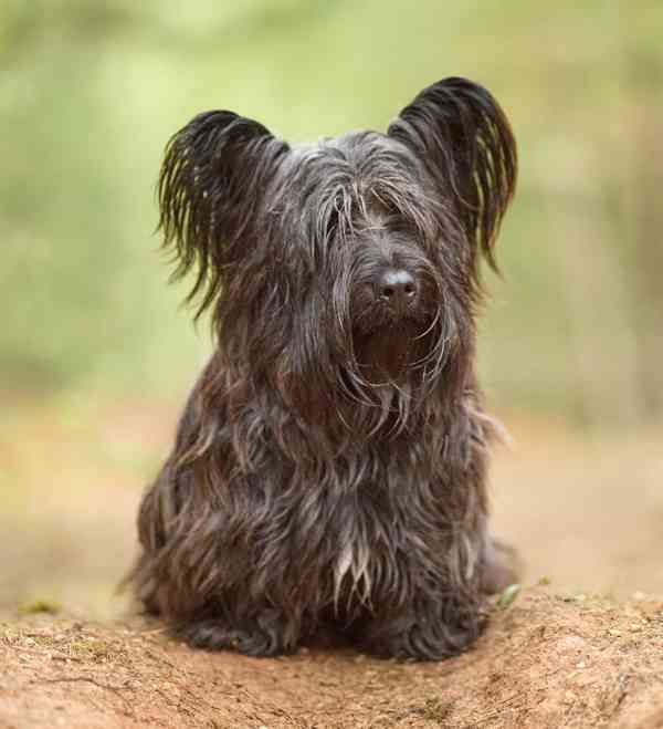🐶 Štěňata vzácného Skye Terrier s PP - rezervace otevřena - foto 3