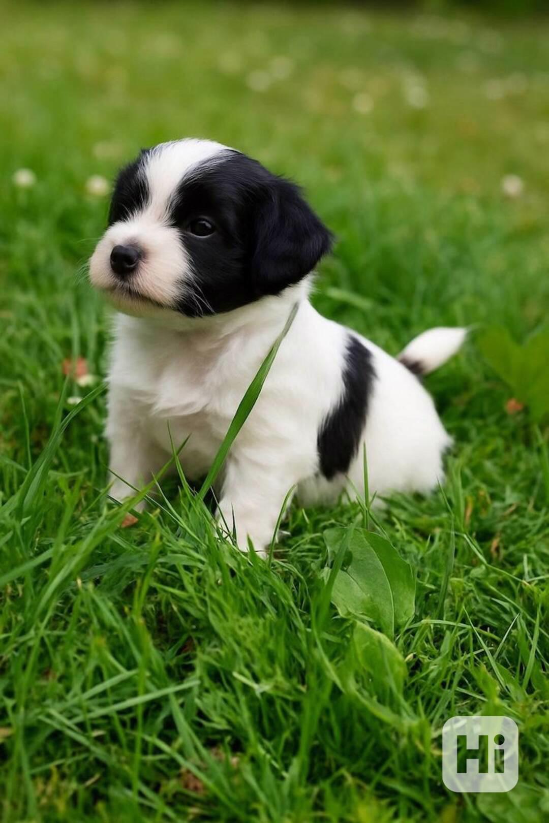 Štěňata Shih Tzu k adopci - foto 1