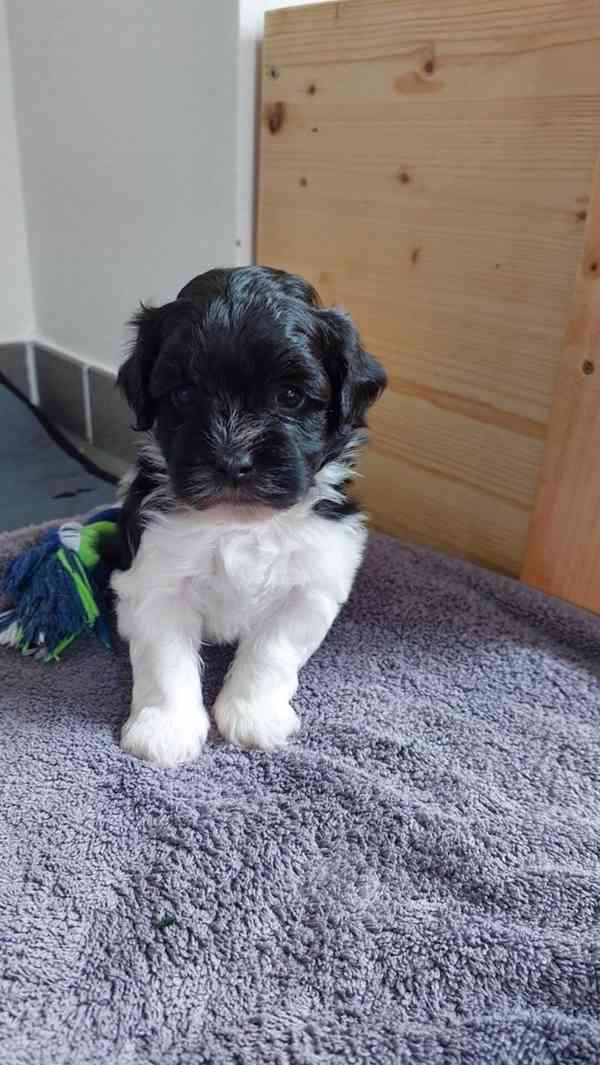 Štěňata Shih Tzu k adopci - foto 3