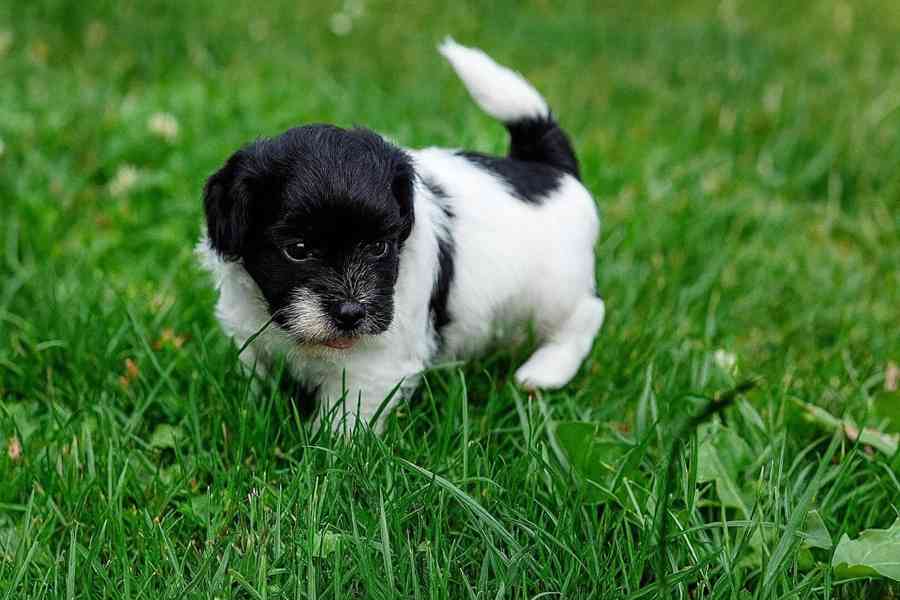 Štěňata Shih Tzu k adopci - foto 2