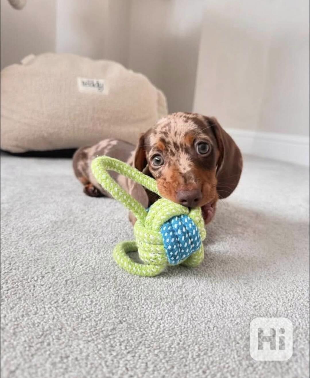 Jezevčík trpasličí hladkosrstý - foto 1