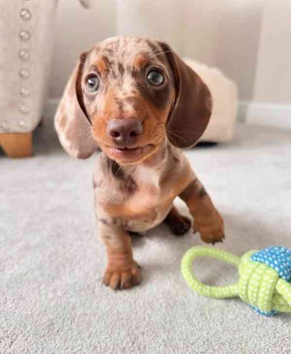 Jezevčík trpasličí hladkosrstý - foto 2